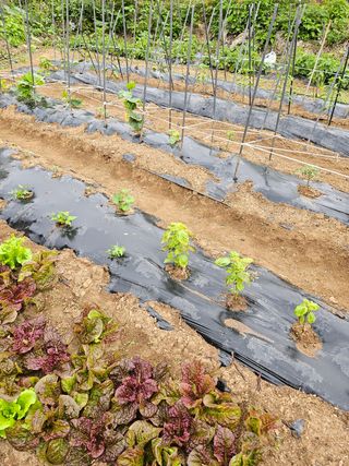 심경자님의 자유주제 · 자유게시판 작성글 사진