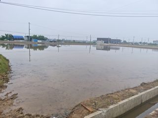 힐링농장님의 벼 · 자유게시판 작성글 사진