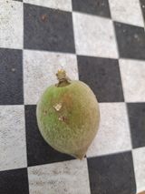 팜모닝 복숭아·병해충상담 게시글 이미지