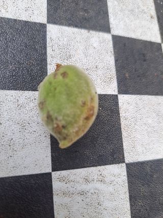 복숭아님의 복숭아 · 병해충상담 작성글 사진