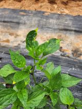 팜모닝 고추·병해충상담 게시글 이미지