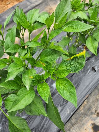 두리농장님의 고추 · 병해충상담 작성글 사진