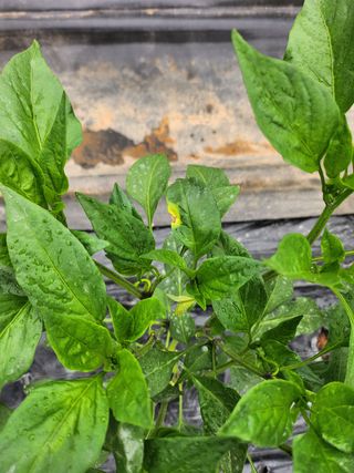 두리농장님의 고추 · 병해충상담 작성글 사진