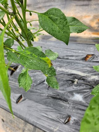 두리농장님의 고추 · 병해충상담 작성글 사진