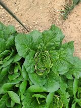 팜모닝 배추·병해충상담 게시글 이미지