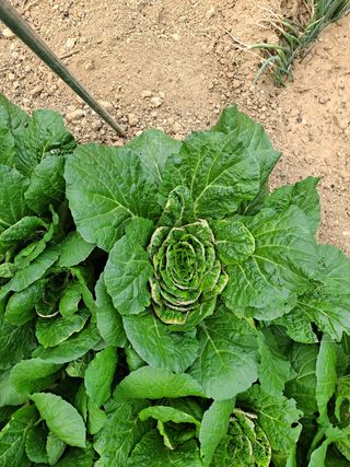 한란님의 배추 · 병해충상담 작성글 사진