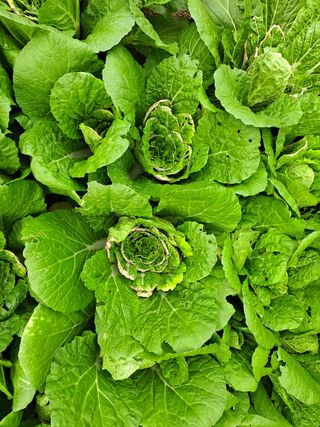 한란님의 배추 · 병해충상담 작성글 사진