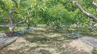 조봉진님의 감 · 자유게시판 작성글 사진