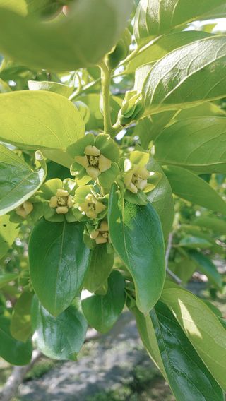 조봉진님의 감 · 자유게시판 작성글 사진