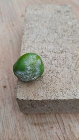 팜모닝 자두·병해충상담 게시글 이미지