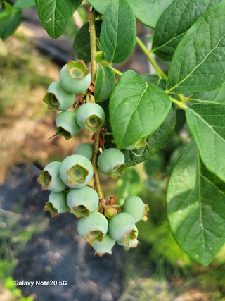 박창호님의 블루베리 · 자유게시판 작성글 사진