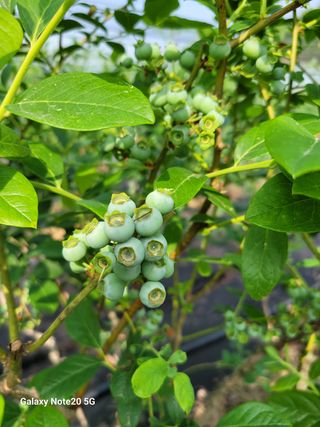 박창호님의 블루베리 · 자유게시판 작성글 사진
