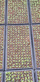 팜모닝 들깨·자유게시판 게시글 이미지