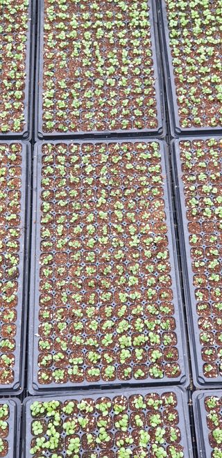 박춘식님의 들깨 · 자유게시판 작성글 사진