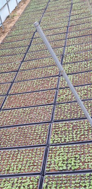 박춘식님의 들깨 · 자유게시판 작성글 사진