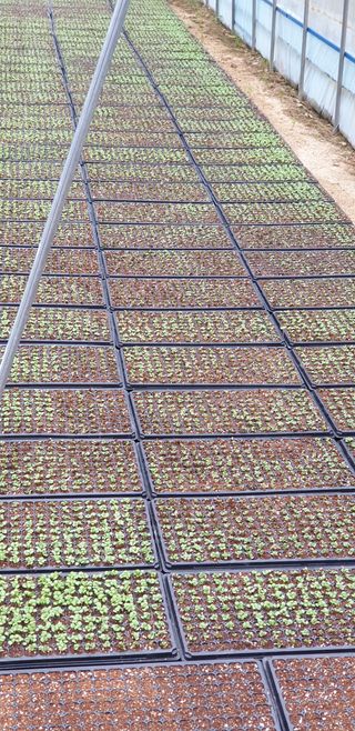 박춘식님의 들깨 · 자유게시판 작성글 사진