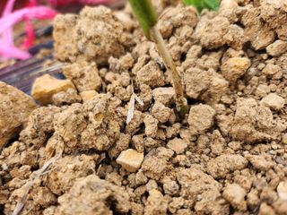 초보 농부님의 고추 · 병해충상담 작성글 사진