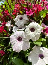 팜모닝 자유주제·자유게시판 게시글 이미지