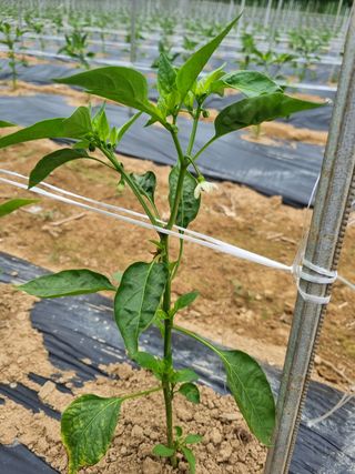 정용일님의 고추 · 지주설치•유인•성장 작성글 사진