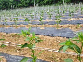 정용일님의 고추 · 지주설치•유인•성장 작성글 사진