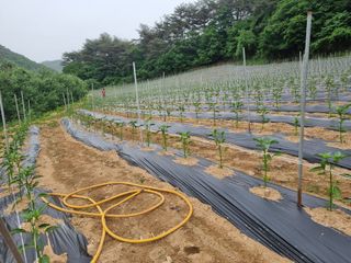 정용일님의 고추 · 지주설치•유인•성장 작성글 사진