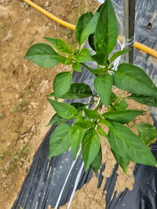 정용일님의 고추 · 지주설치•유인•성장 작성글 사진