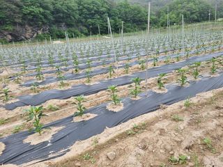 정용일님의 고추 · 지주설치•유인•성장 작성글 사진