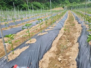 정용일님의 고추 · 지주설치•유인•성장 작성글 사진