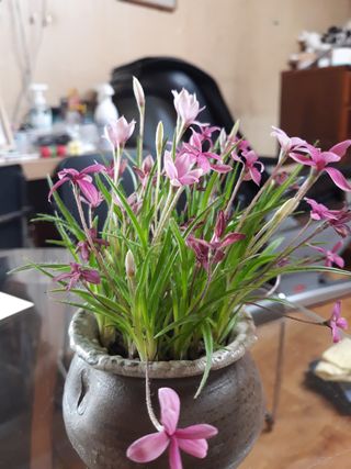 장흥엘림농원의배달기님의 우리동네 · 동네수다 작성글 사진