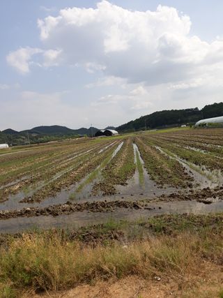 장흥엘림농원의배달기님의 우리동네 · 동네수다 작성글 사진