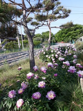 장흥엘림농원의배달기님의 우리동네 · 동네수다 작성글 사진