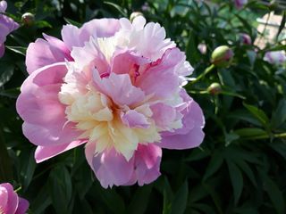 장흥엘림농원의배달기님의 우리동네 · 동네수다 작성글 사진