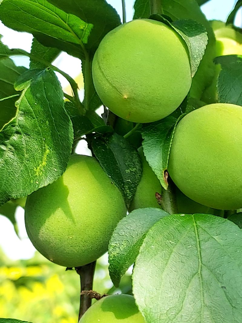 장터 상품 [매실10kg] 썸네일