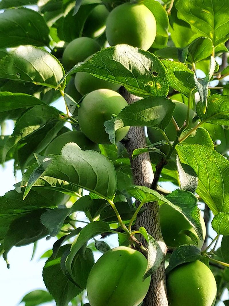 서영숙님의 장터 판매 상품 [매실10kg] 첨부 사진