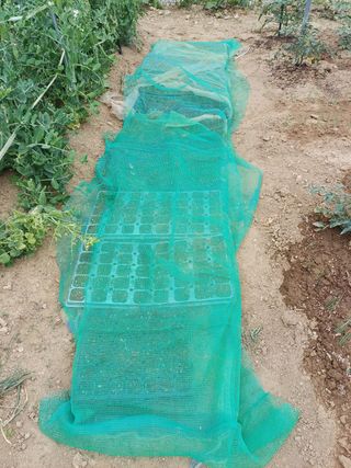 박순덕님의 들깨 · 자유게시판 작성글 사진