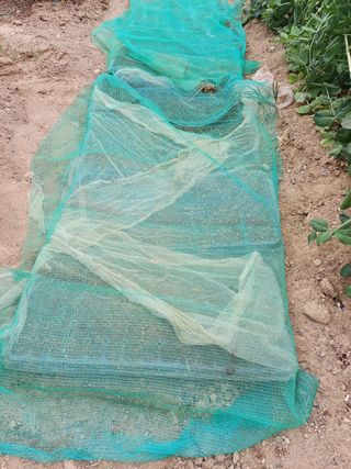 박순덕님의 들깨 · 자유게시판 작성글 사진