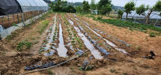 이희연님의 고구마 · 자유게시판 작성글 사진