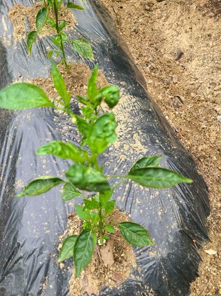 밀알 56님의 고추 · 병해충상담 작성글 사진