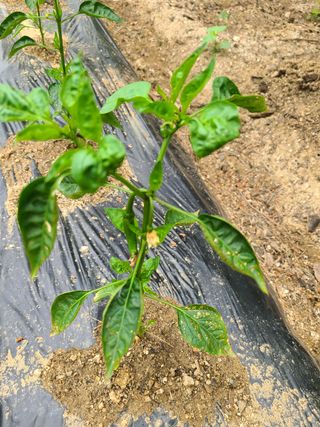 밀알 56님의 고추 · 병해충상담 작성글 사진