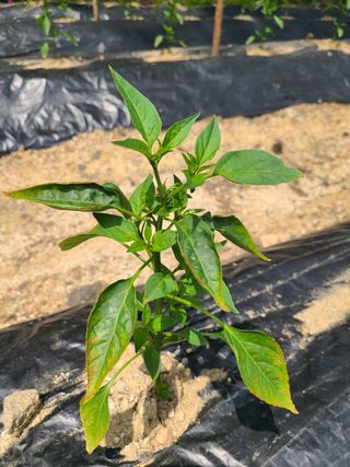 밀알 56님의 고추 · 병해충상담 작성글 사진