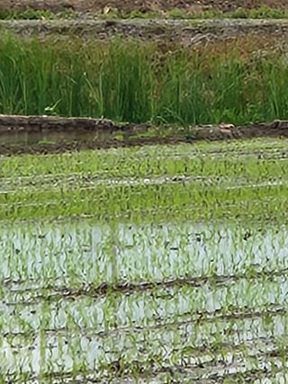 알 수 없음님의 벼 · 자유게시판 작성글 사진