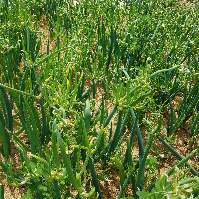 장터 상품 [삼동파 주아] 썸네일