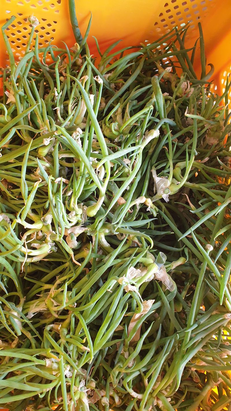 장터 상품 [삼동파] 썸네일