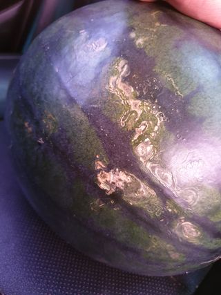 딸둥이아빠님의 기타작물 · 병해충상담 작성글 사진