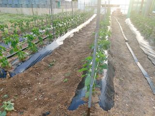 소농부인님의 마늘 · 일상 작성글 사진