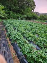 팜모닝 감자·자유게시판 게시글 이미지