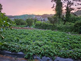 이영재님의 감자 · 자유게시판 작성글 사진