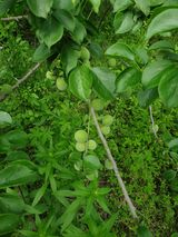 팜모닝 매실·자유게시판 게시글 이미지