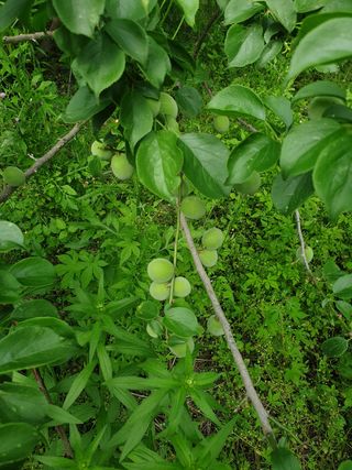 고구마20582님의 매실 · 자유게시판 작성글 사진