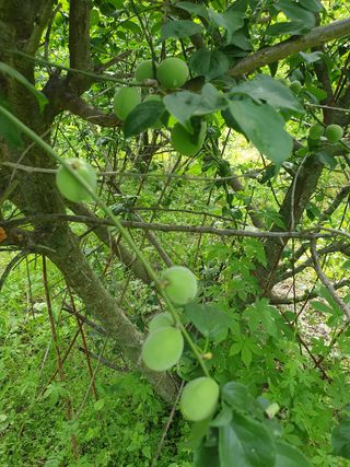고구마20582님의 매실 · 자유게시판 작성글 사진